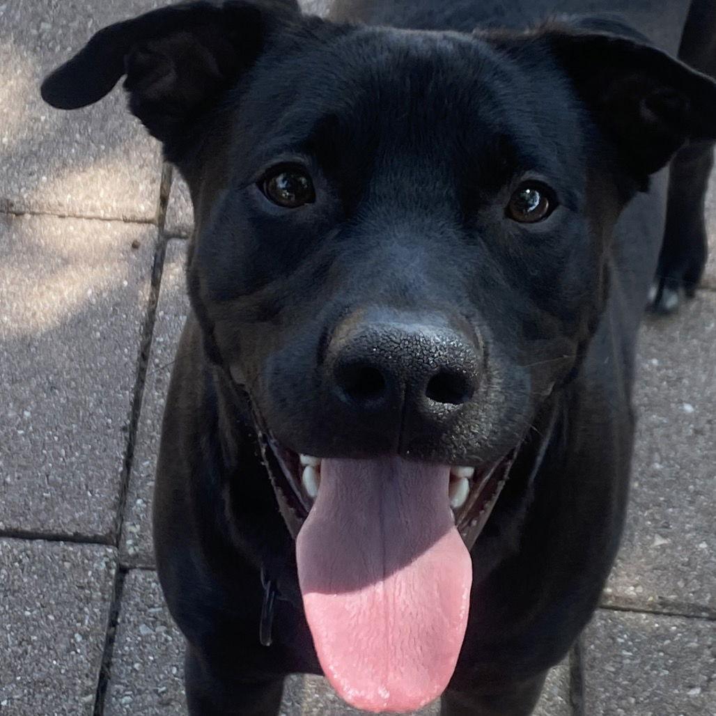 Enlarge Boo, a Adoptable Black Labrador Retriever in Dallas, TX image 3/3