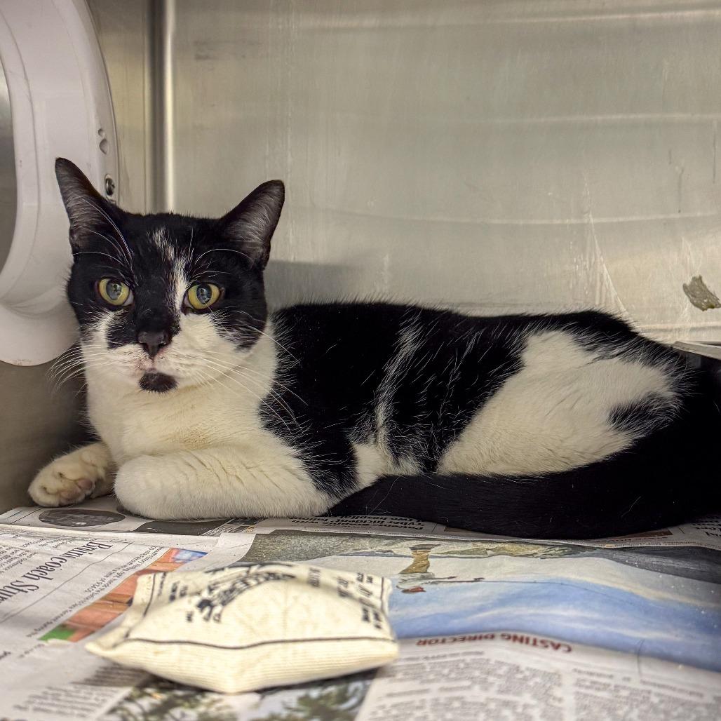 Poet, Adoptable, Senior Male Domestic Short Hair.