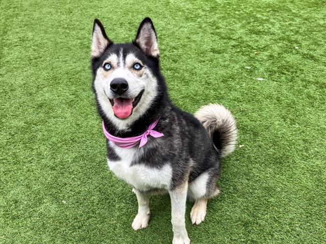 NONA, Adoptable, Adult Female Siberian Husky.
