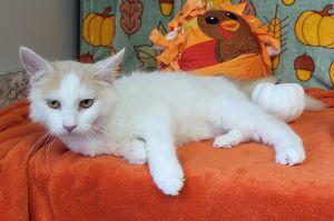 Enlarge Otis, a Adopted Domestic Medium Hair in Bucyrus, OH image 2/3