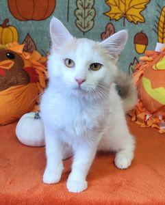 Otis, Adopted, Young Male Domestic Medium Hair.