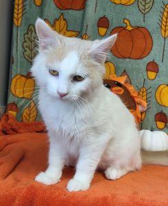 Enlarge Otis, a Adopted Domestic Medium Hair in Bucyrus, OH image 3/3