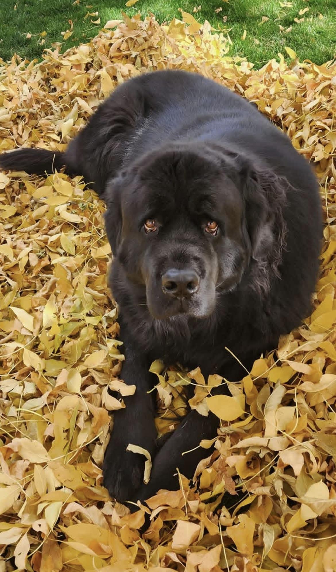 Enlarge Annie, an adopted Newfoundland Dog in Aspen, CO image 1/1