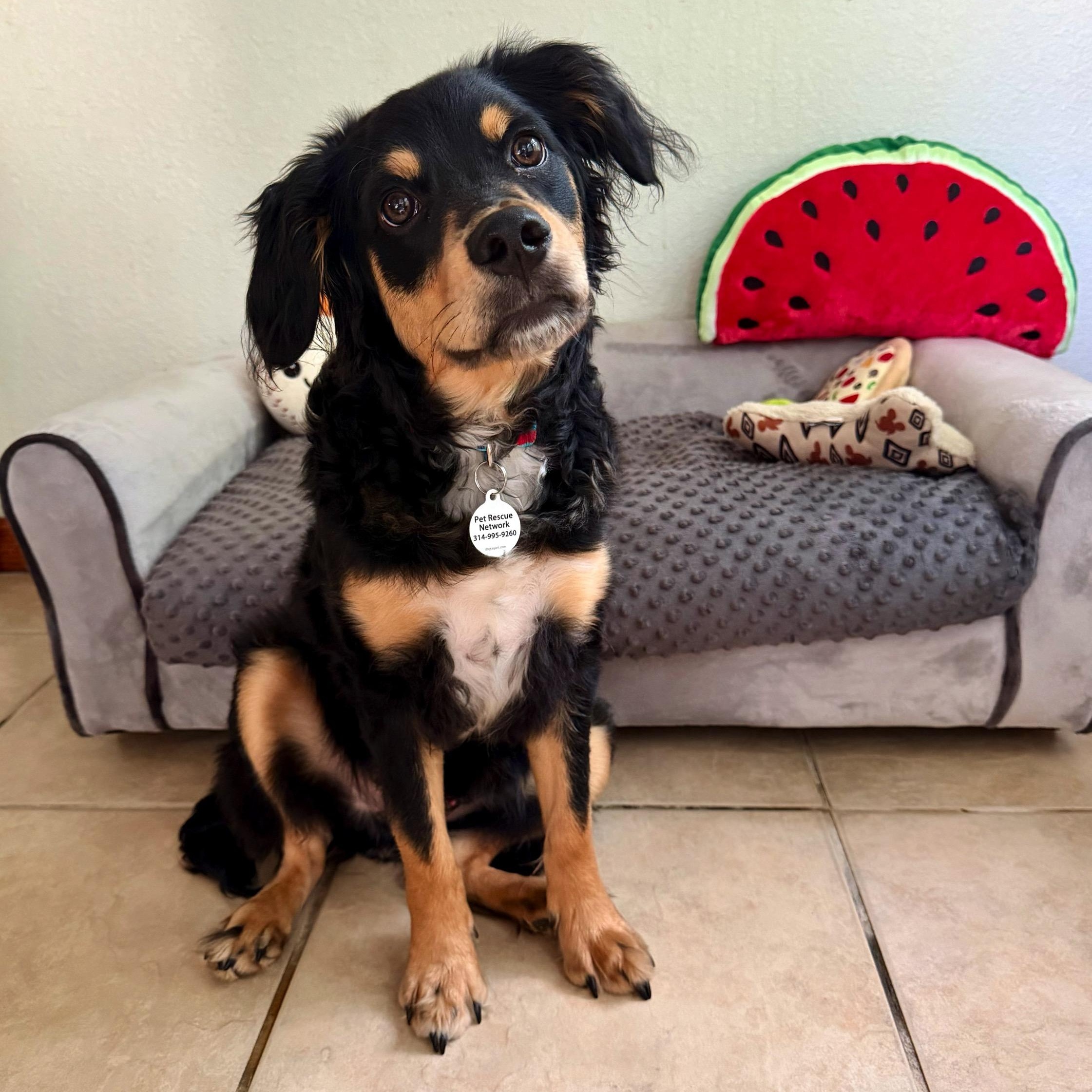 Norman, a Adoptable mixed breed in High Ridge, MO image 4/6