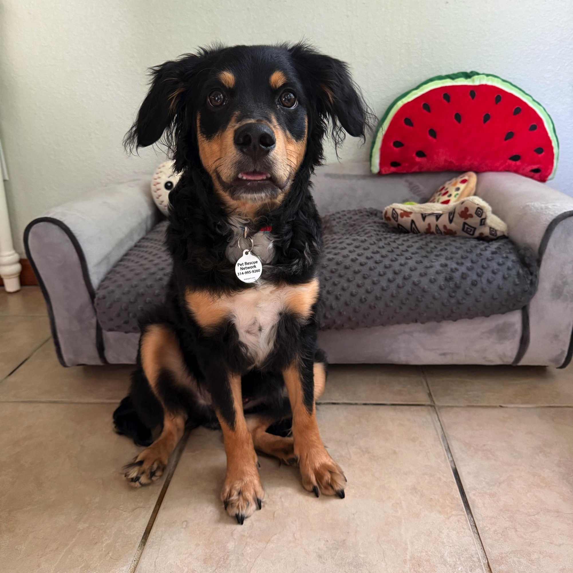 Norman, a Adoptable mixed breed in High Ridge, MO image 3/6