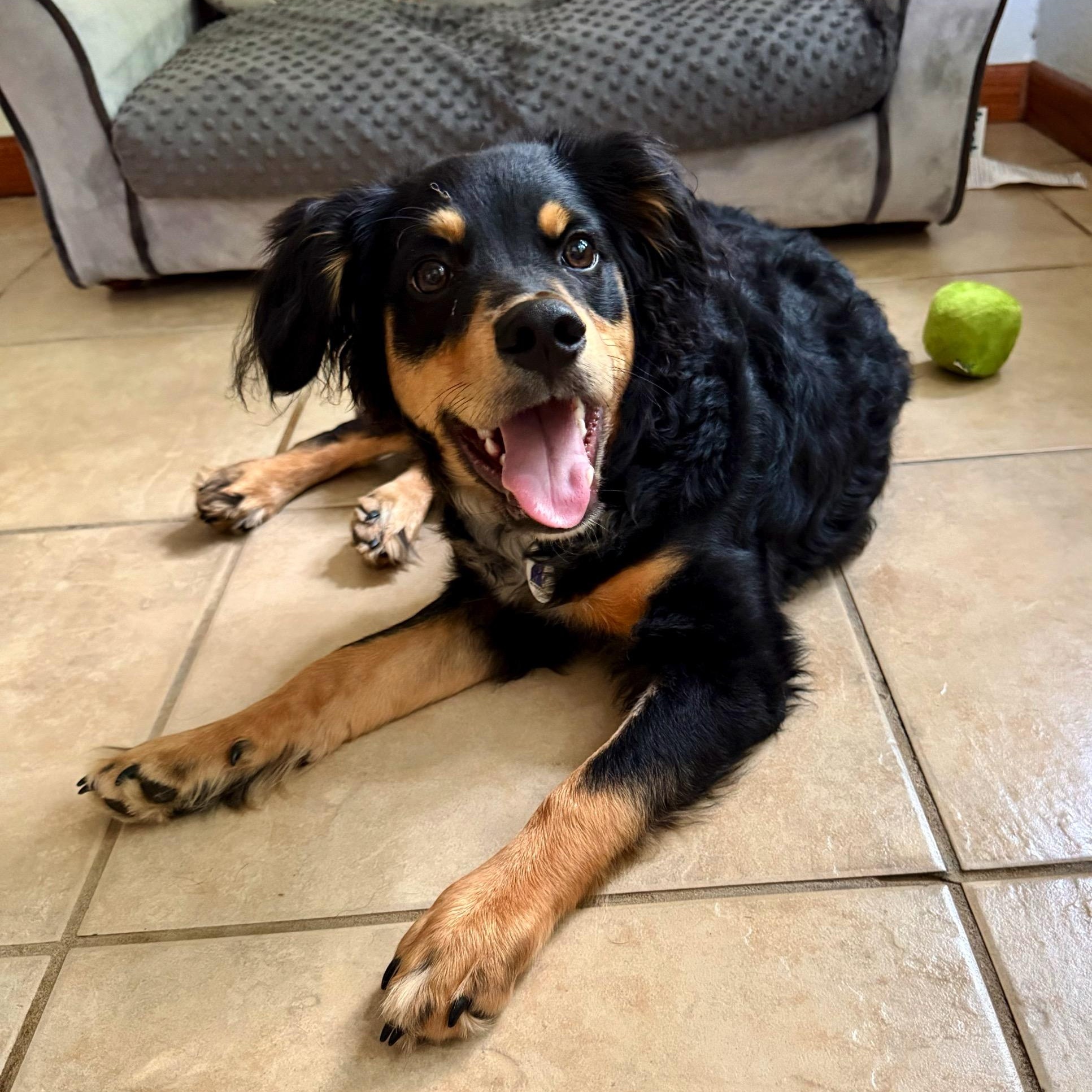 Norman, a Adoptable mixed breed in High Ridge, MO image 2/6