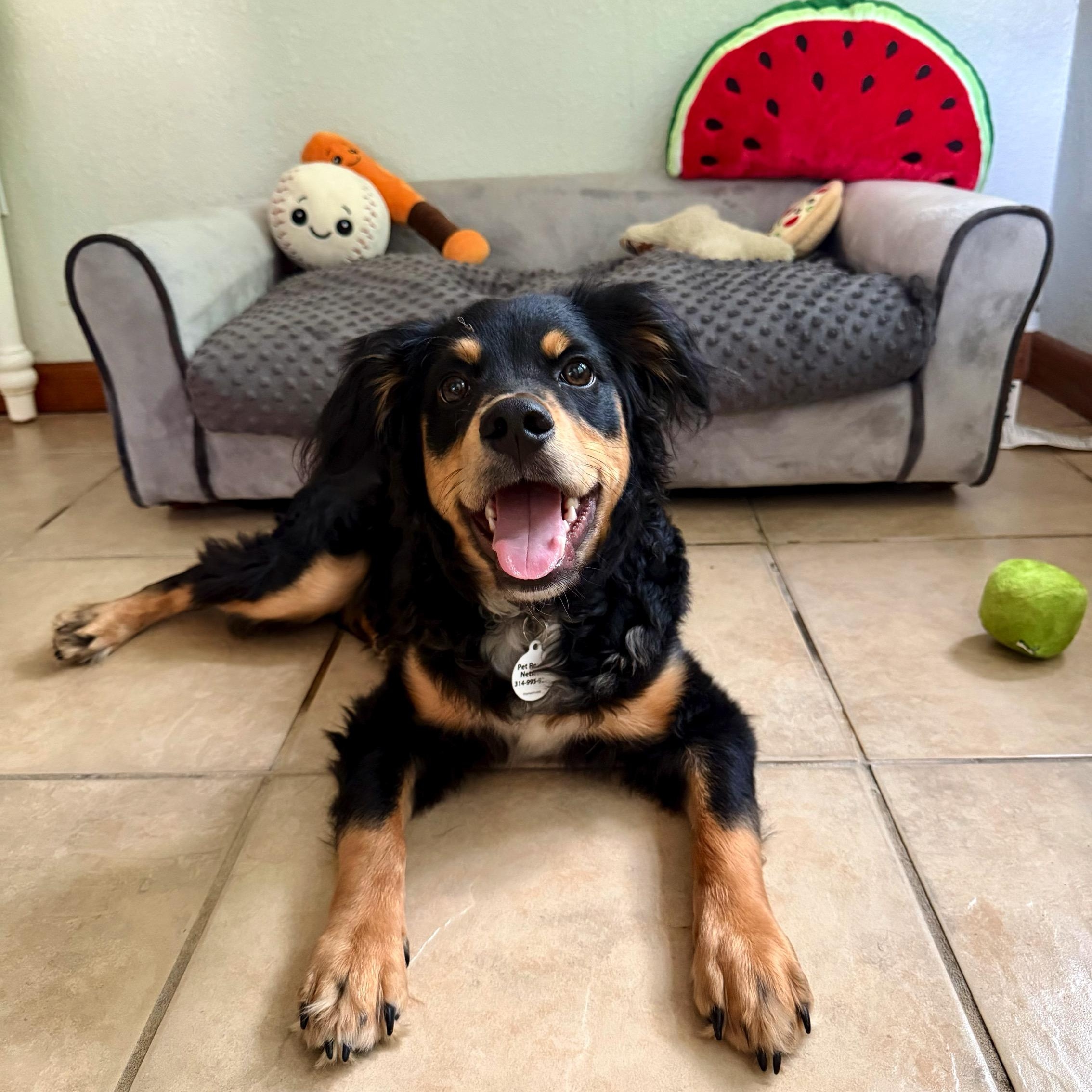 Norman, a Adoptable mixed breed in High Ridge, MO image 5/6