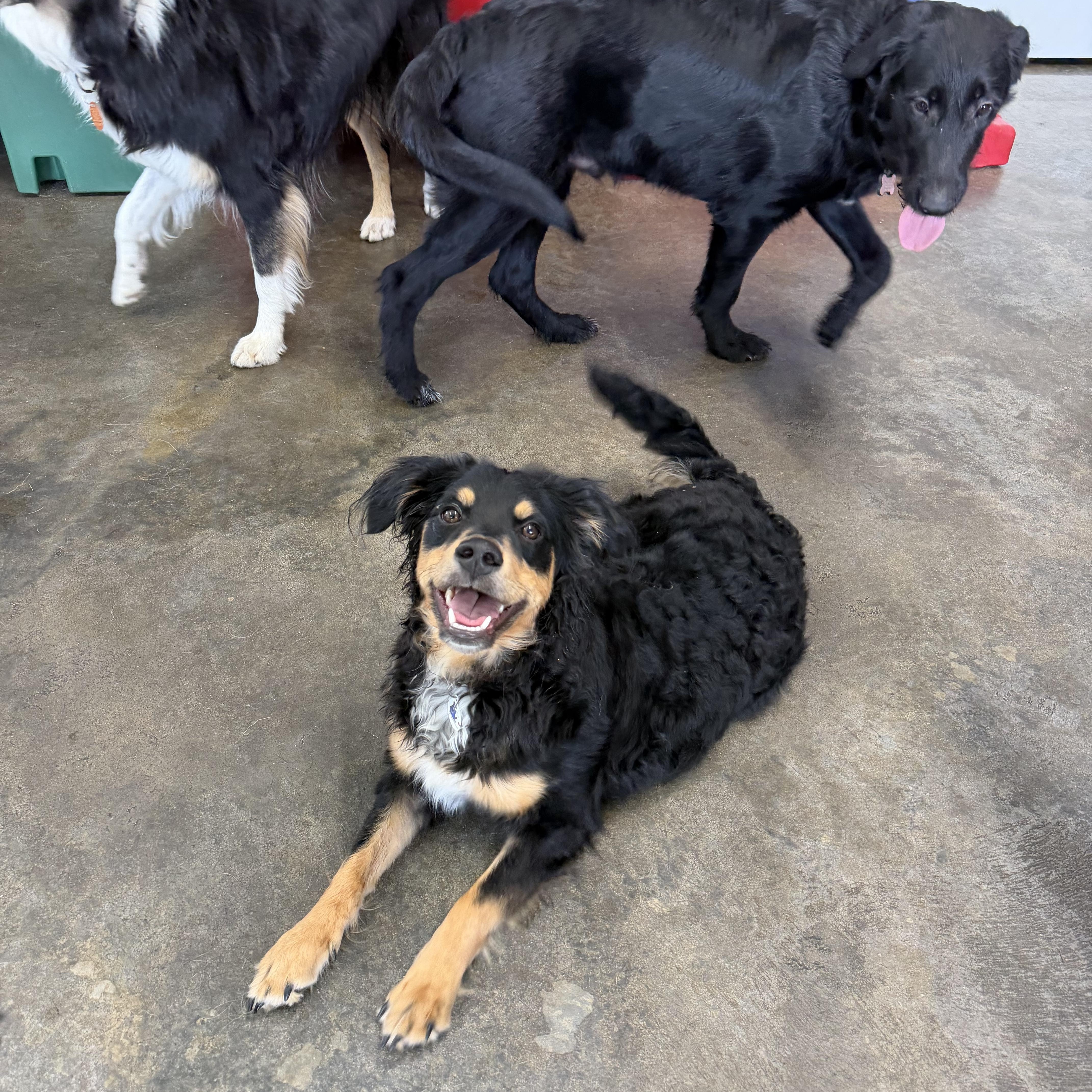 Enlarge Norman, a Adoptable mixed breed in High Ridge, MO image 5/5