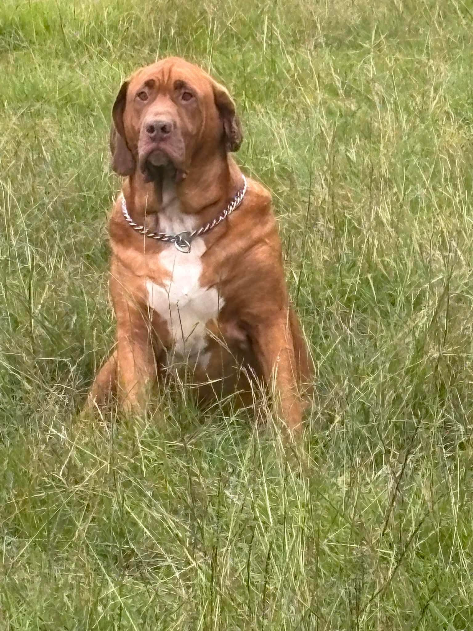 Enlarge Copper, a Adoptable mixed breed in Wando, SC image 3/4