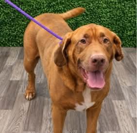 Enlarge Copper, a Adoptable mixed breed in Wando, SC image 4/4