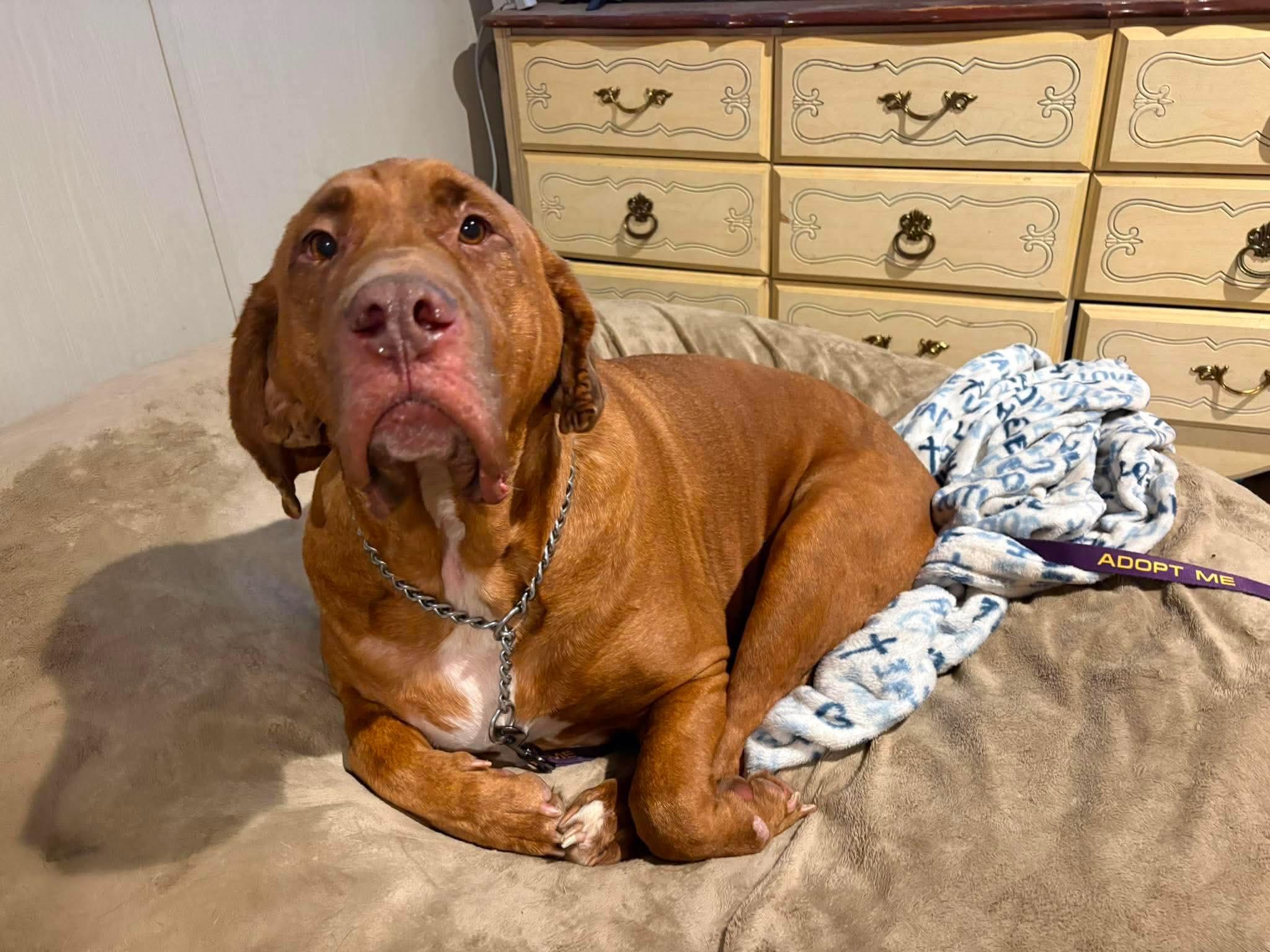 Enlarge Copper, a Adoptable mixed breed in Wando, SC image 2/4