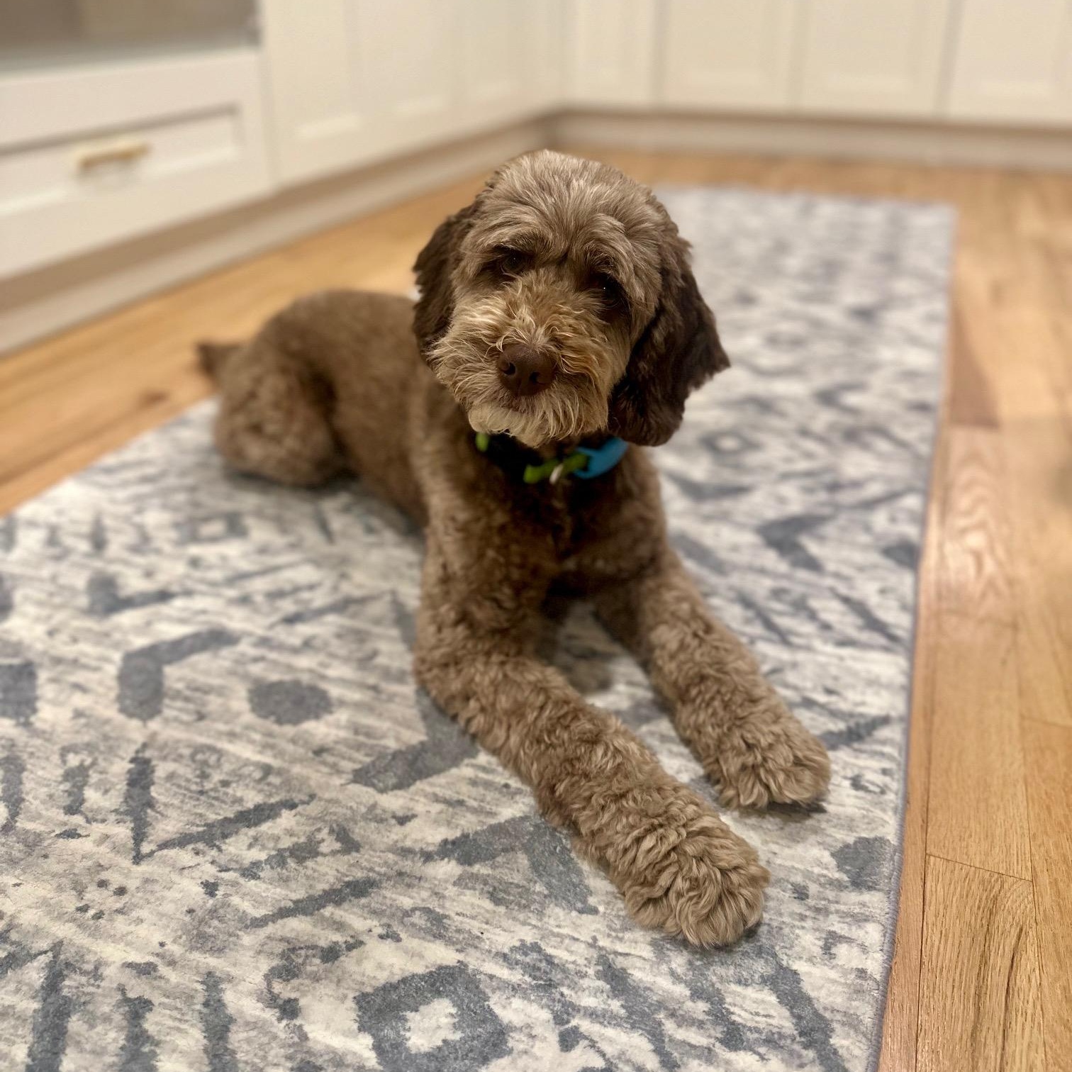 Enlarge Shiloh, a ADOPTABLE Cockapoo in Fairfield, NJ image 1/6