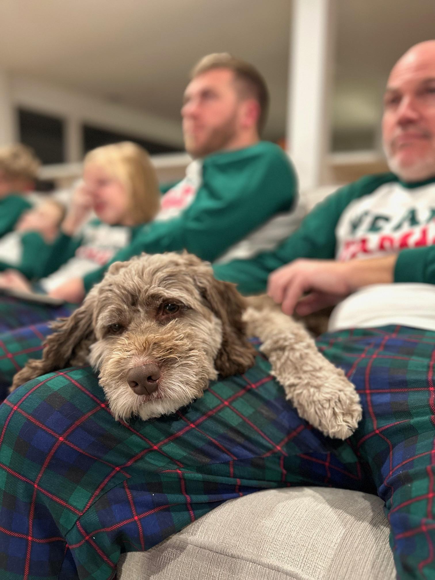 Enlarge Shiloh, a ADOPTABLE Cockapoo in Fairfield, NJ image 5/6
