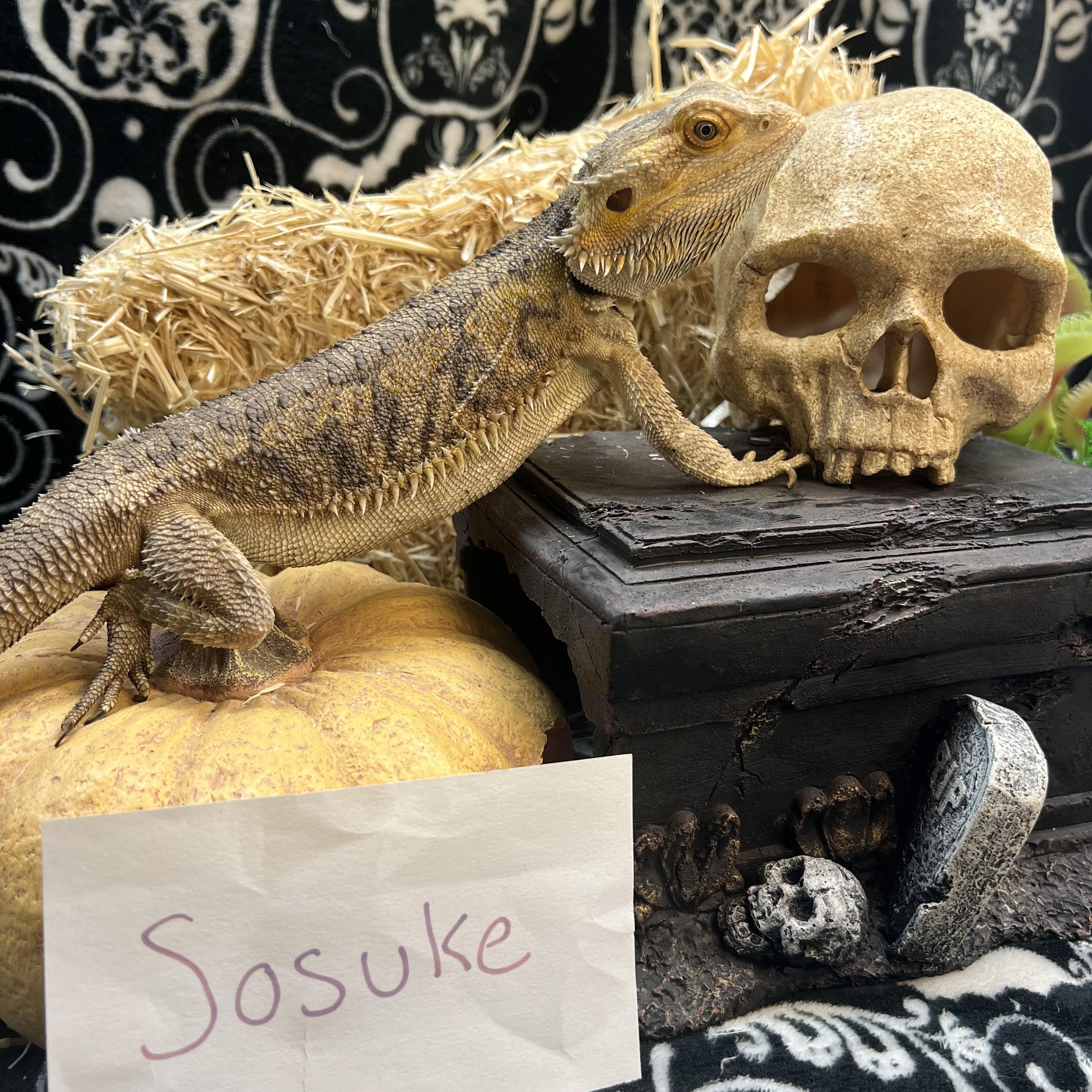 Sosuke, a Adoptable Bearded Dragon in Tacoma, WA image 1/3