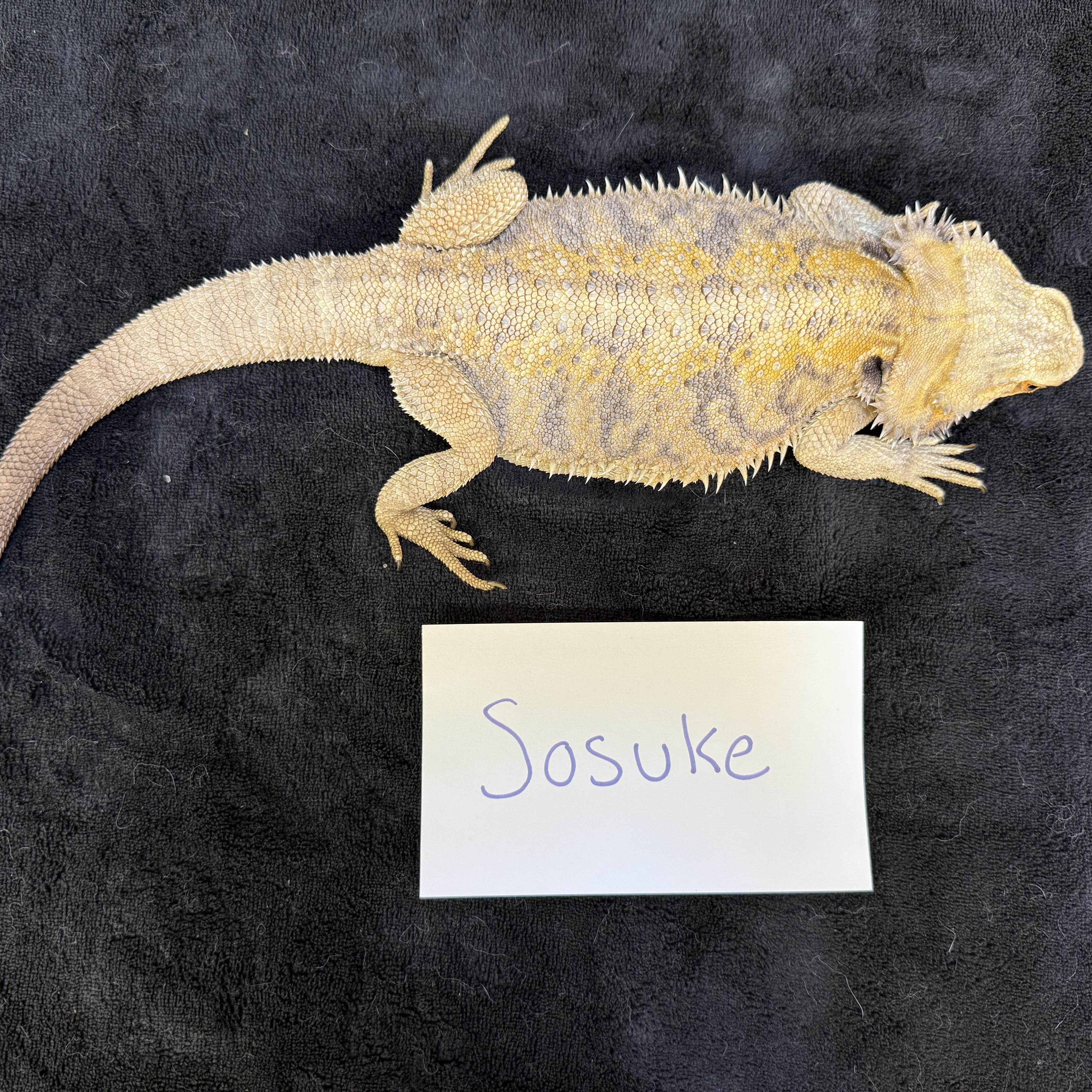 Sosuke, a Adoptable Bearded Dragon in Tacoma, WA image 2/3