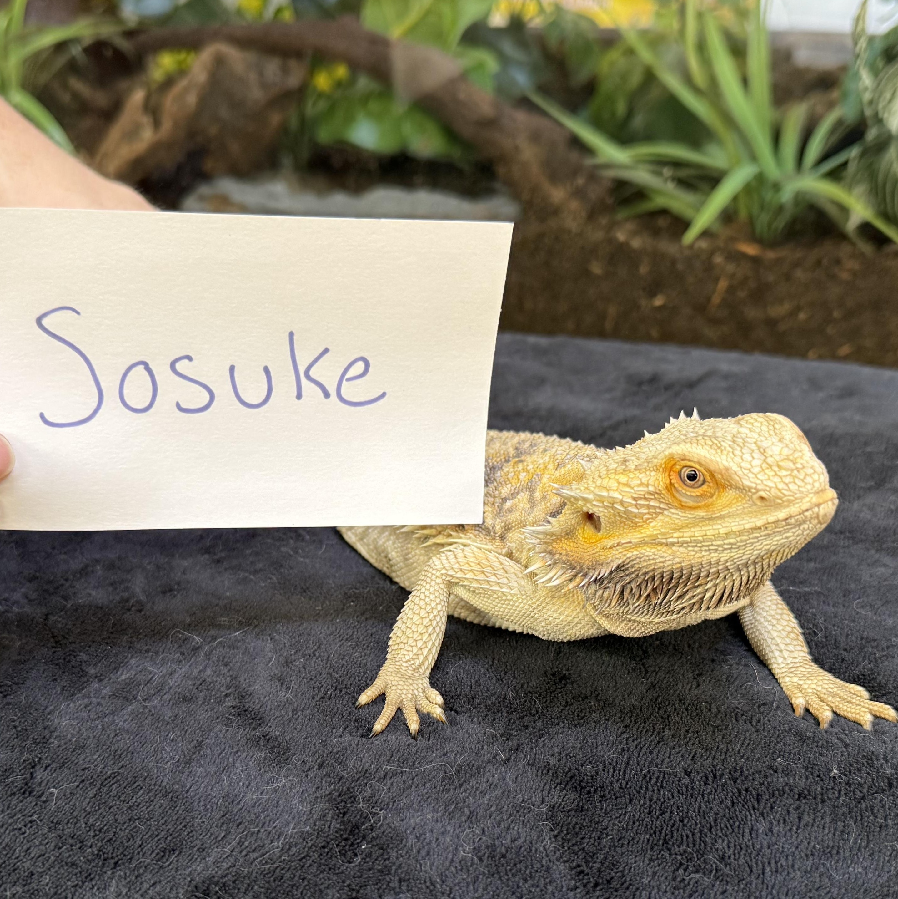 Sosuke, a Adoptable Bearded Dragon in Tacoma, WA image 3/3