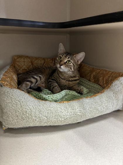Bam Bam, Adoptable, Young Female Domestic Short Hair.