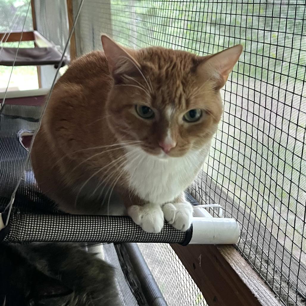 Maia, a Adoptable Domestic Short Hair in Brighton, MO image 1/6