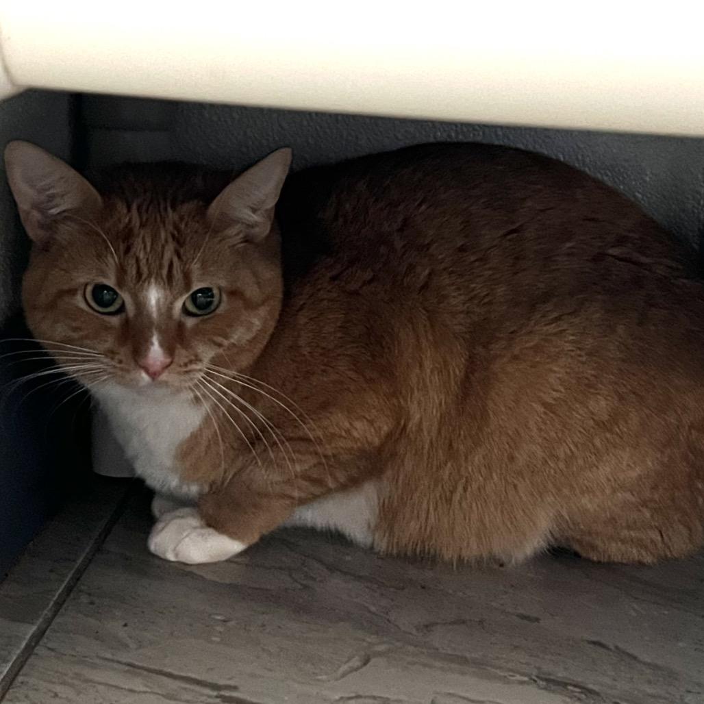 Maia, Adoptable, Young Female Domestic Short Hair.