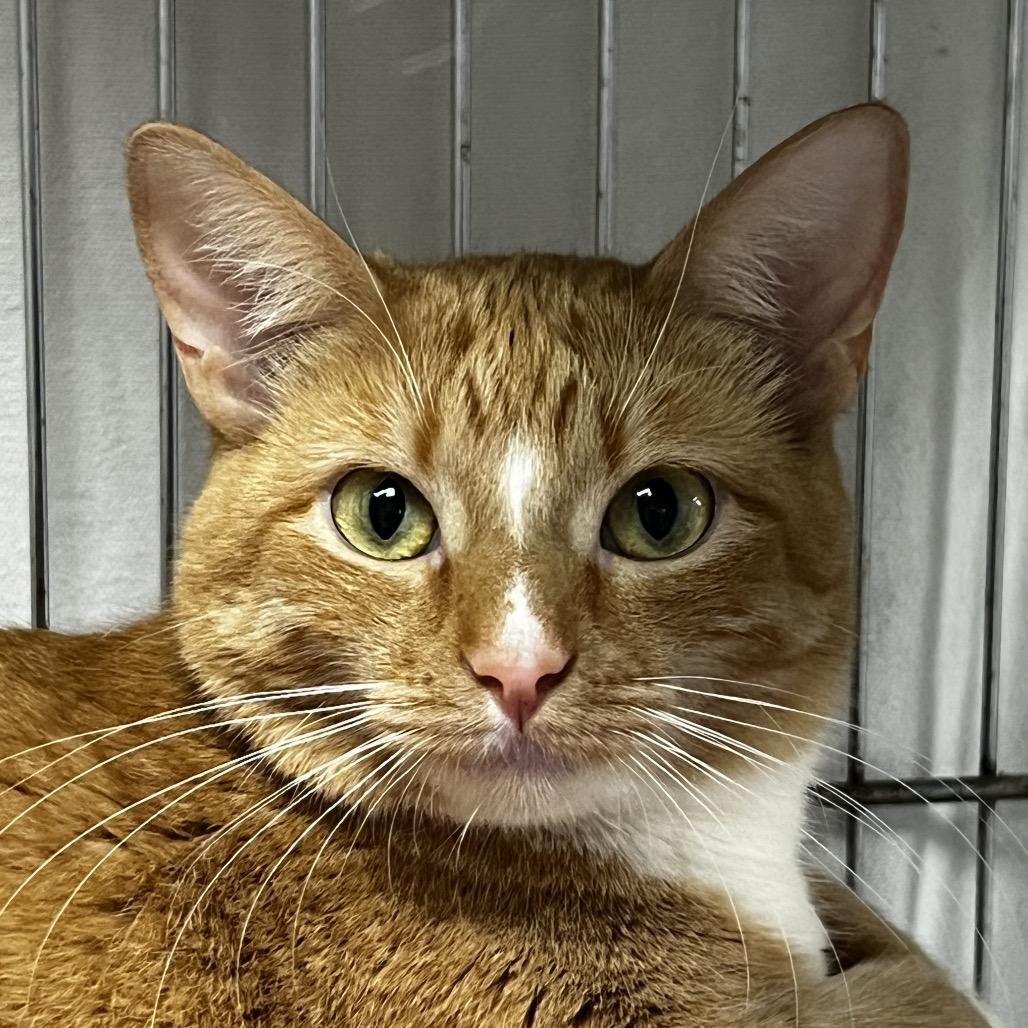 Enlarge Maia, a Adoptable Domestic Short Hair in Brighton, MO image 2/6