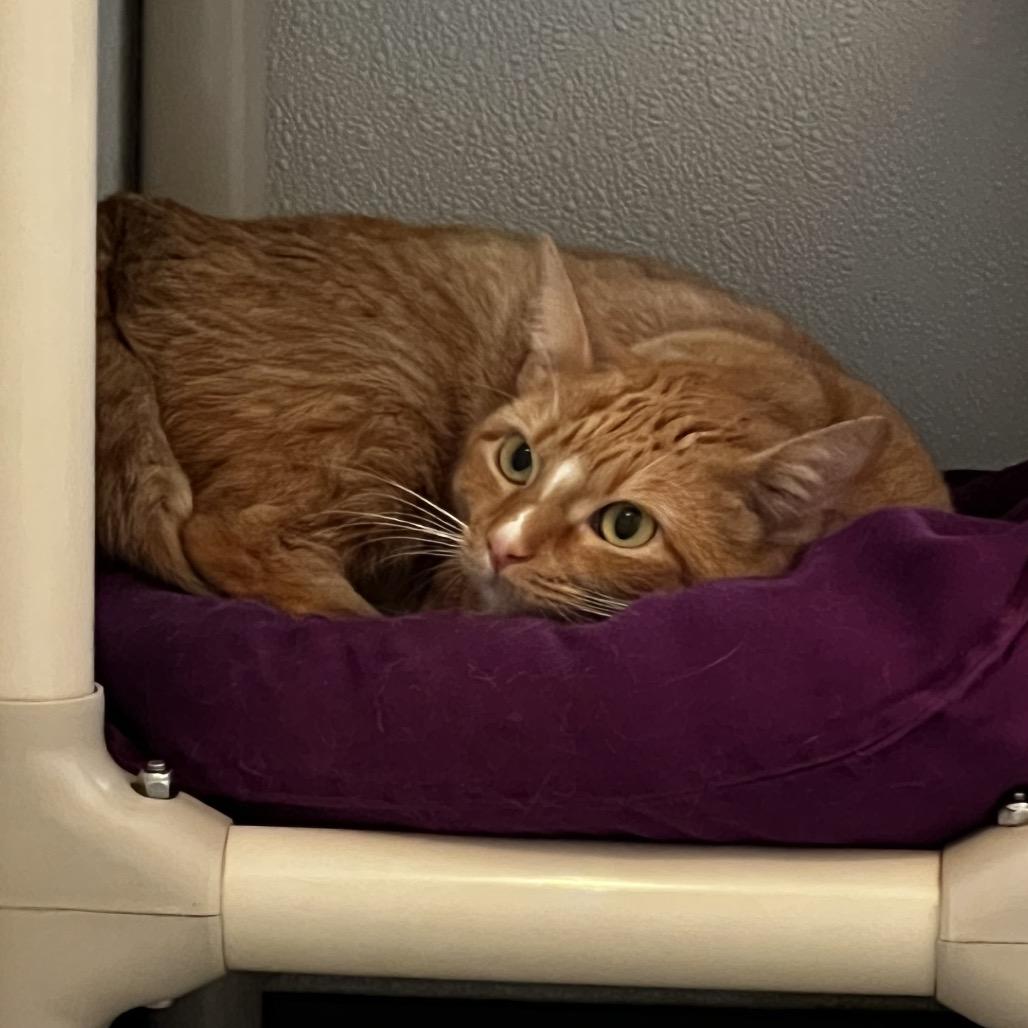 Enlarge Maia, a Adoptable Domestic Short Hair in Brighton, MO image 3/6