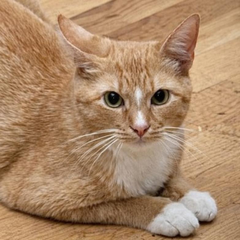Enlarge Maia, a Adoptable Domestic Short Hair in Brighton, MO image 4/6