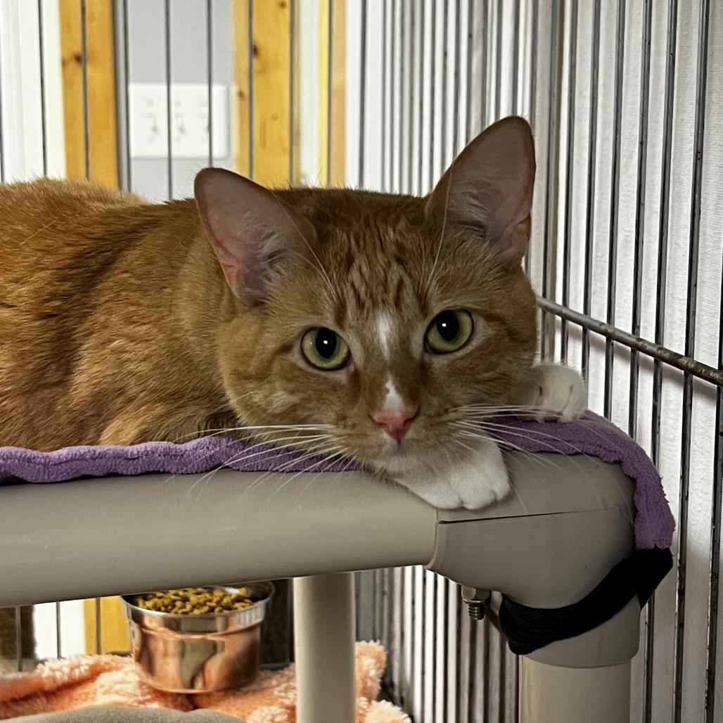 Enlarge Maia, a Adoptable Domestic Short Hair in Brighton, MO image 5/6