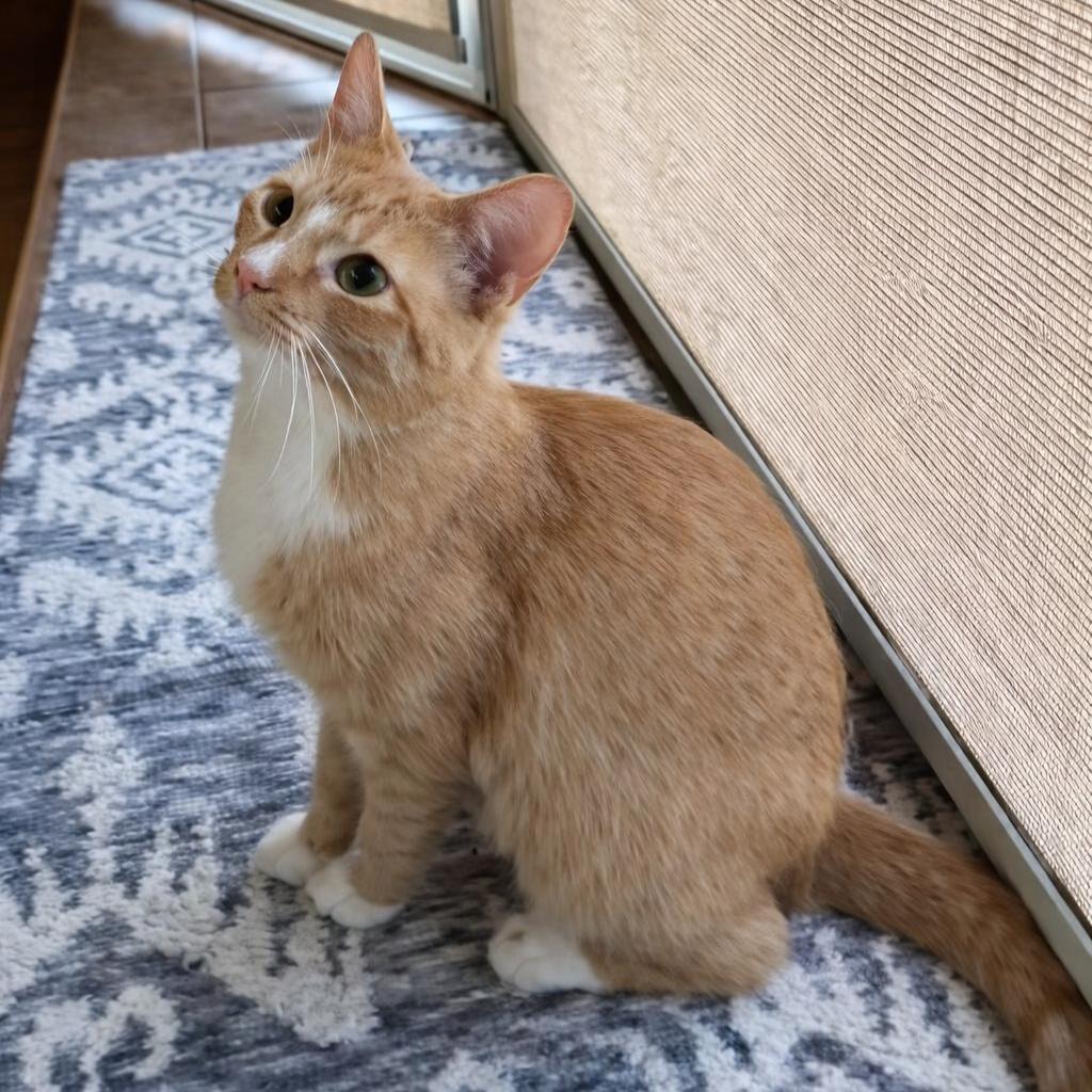 Enlarge Maia, a Adoptable Domestic Short Hair in Brighton, MO image 6/6