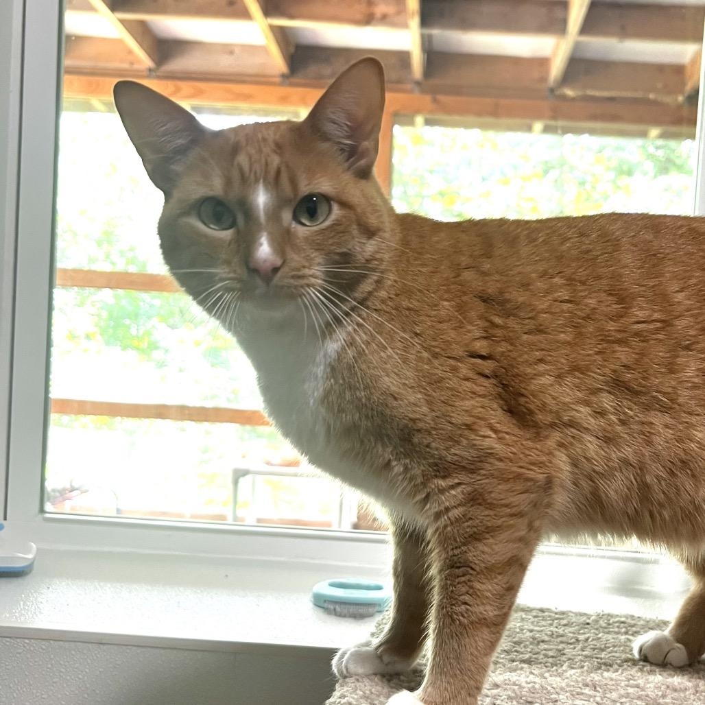 Enlarge Maia, a Adoptable Domestic Short Hair in Brighton, MO image 6/6