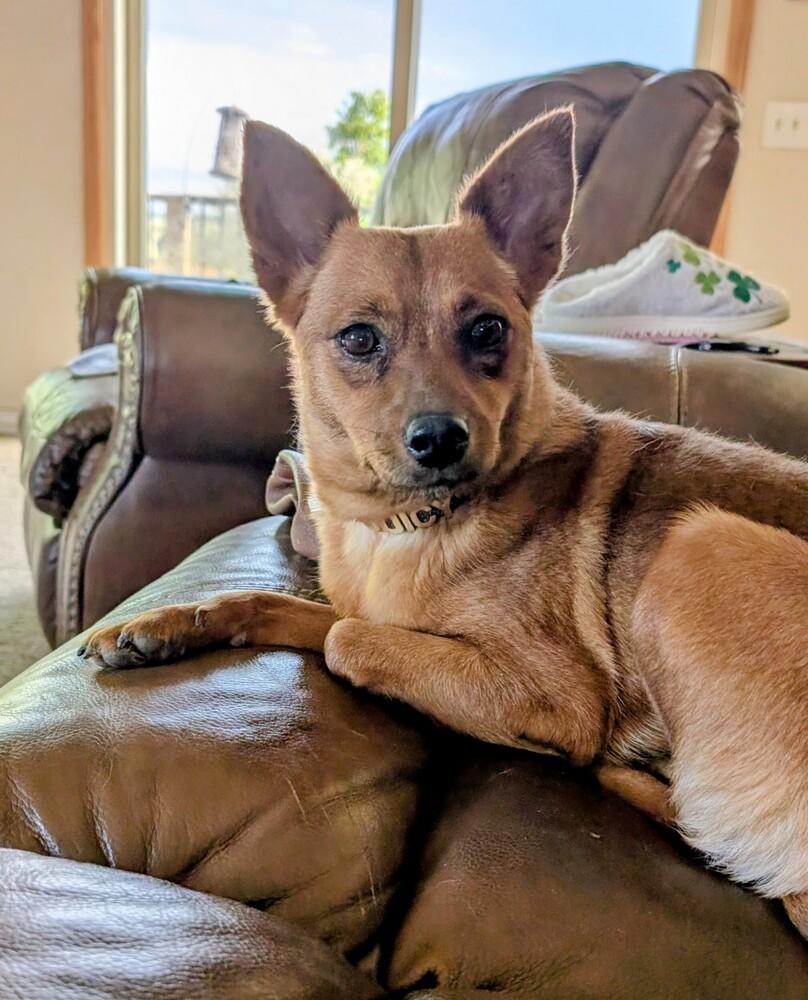 Enlarge New York, a Adoptable mixed breed in Parker, CO image 1/3