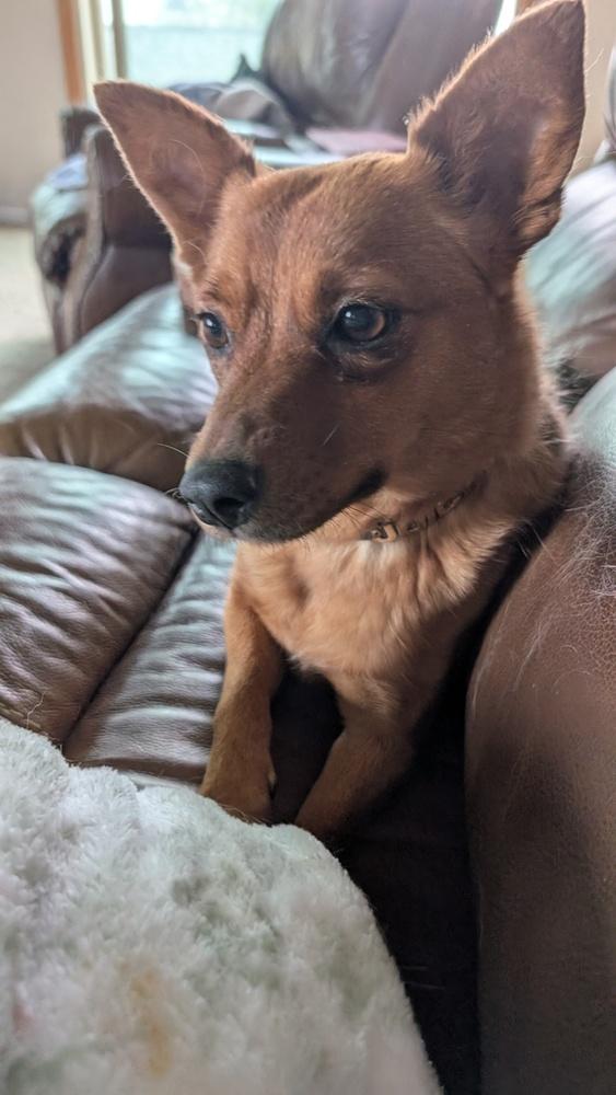 Enlarge New York, a Adoptable mixed breed in Parker, CO image 2/3