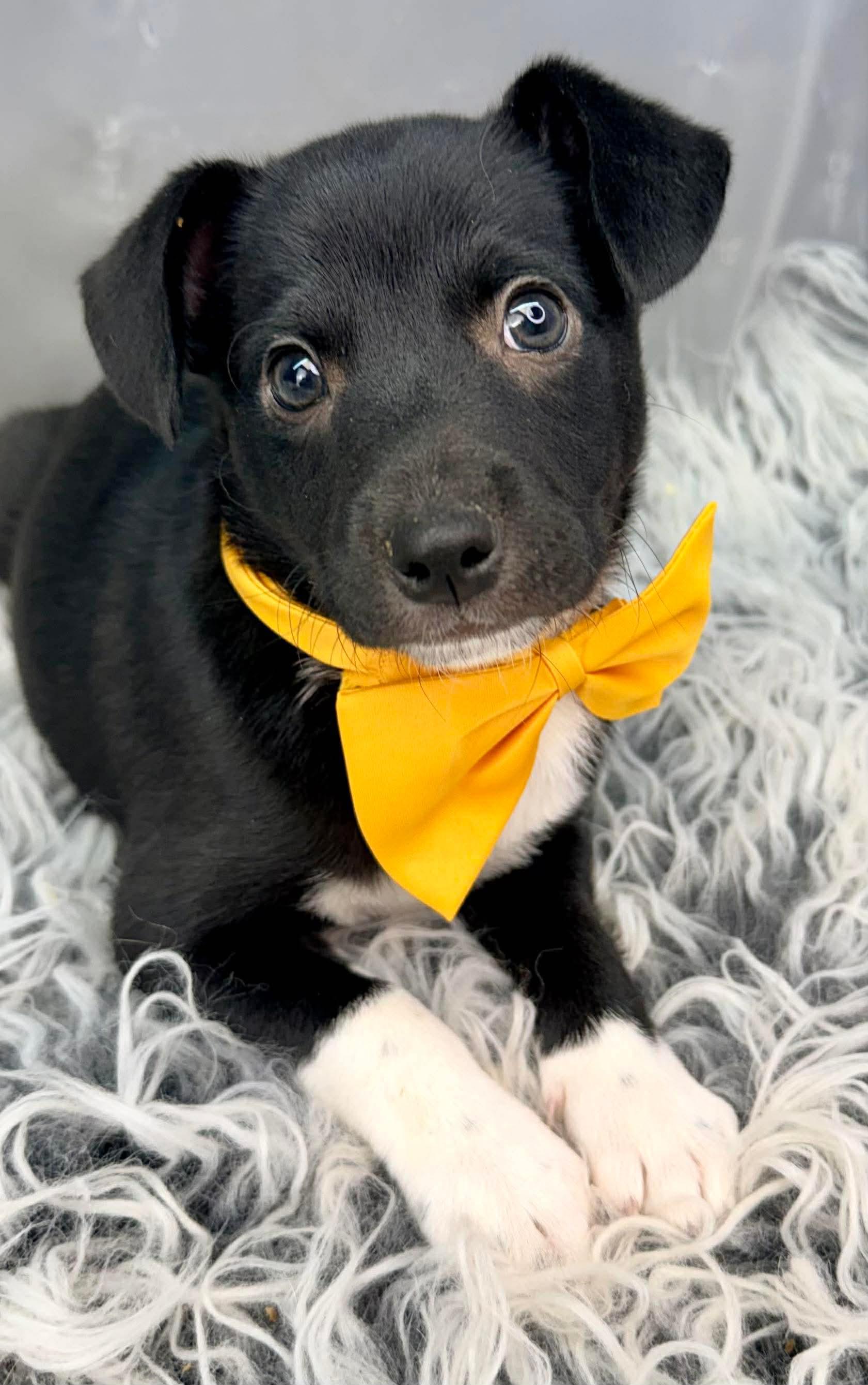 Enlarge Charlie, a Adoptable mixed breed in Hartford, CT image 1/6