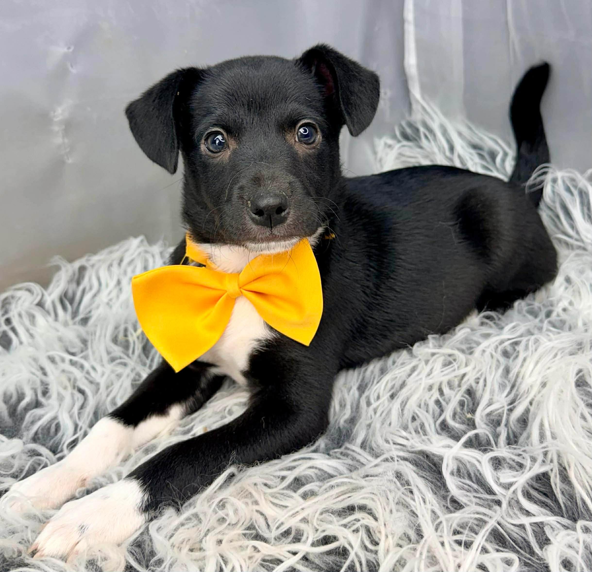 Enlarge Charlie, a Adoptable mixed breed in Hartford, CT image 5/6