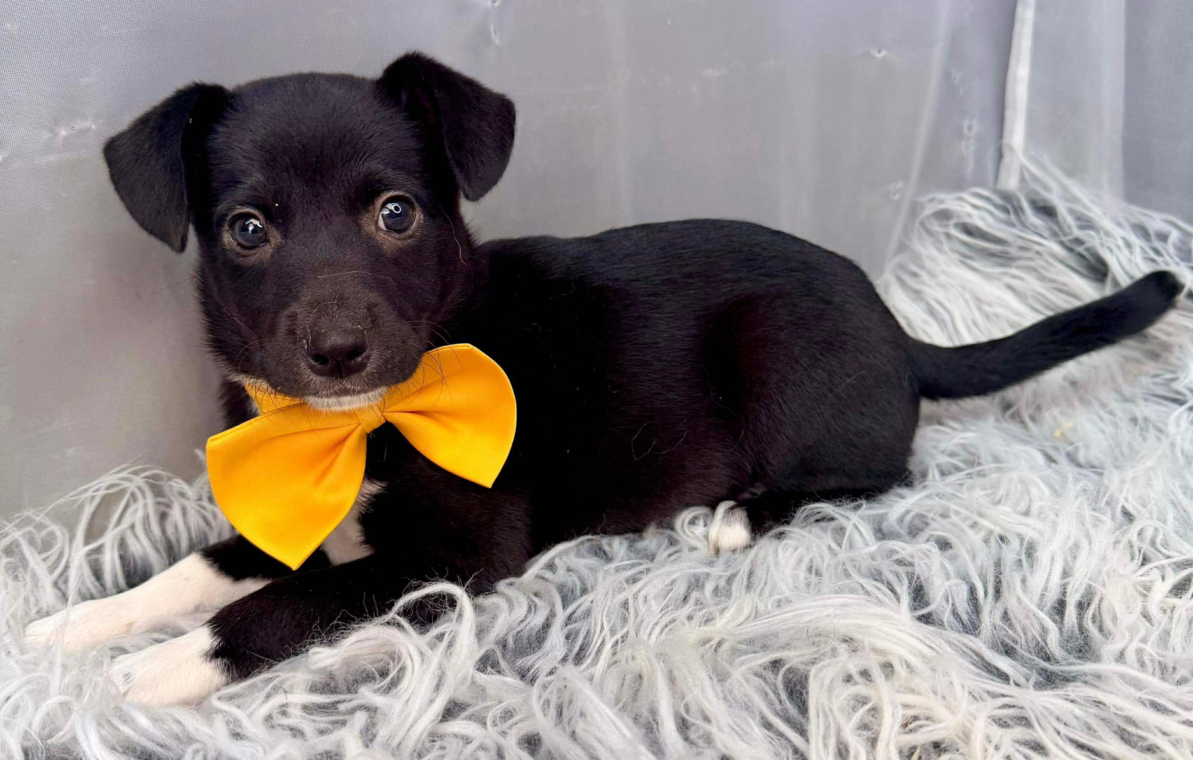 Enlarge Charlie, a Adoptable mixed breed in Hartford, CT image 2/6