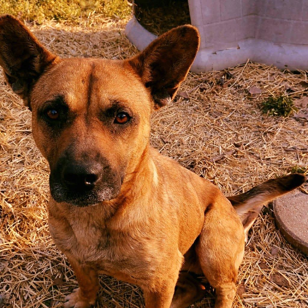 Enlarge Roxie, a Adoptable mixed breed in Rogersville, MO image 1/1