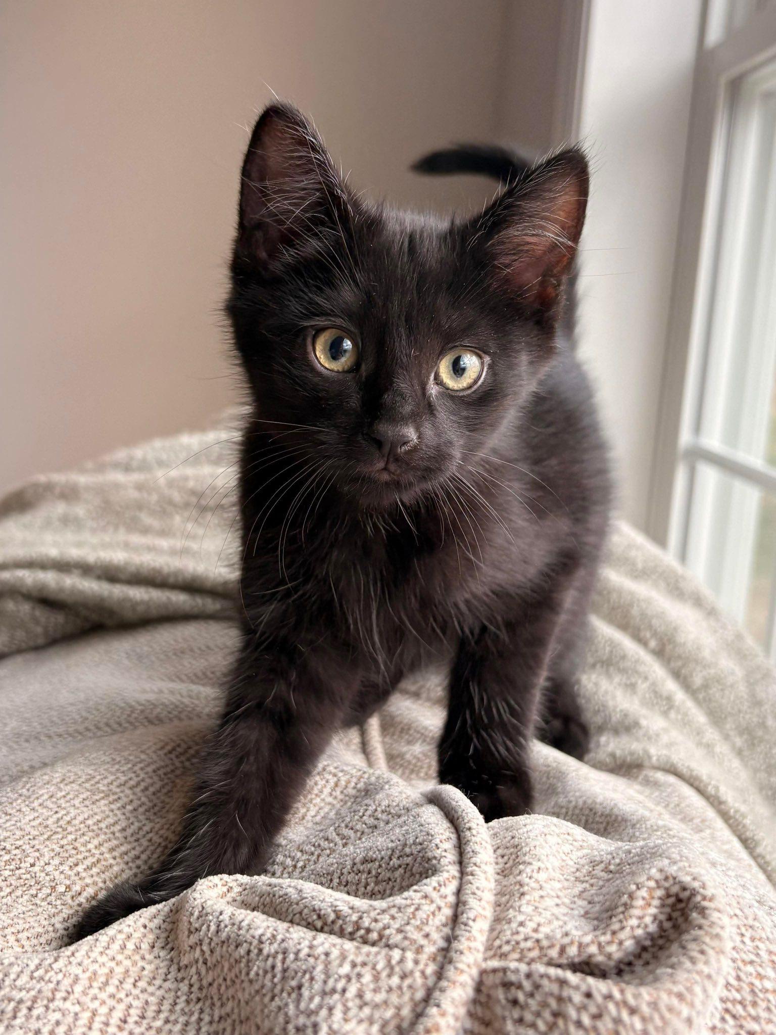 Enlarge Raven, a ADOPTABLE Domestic Short Hair in Elkland, PA image 1/1