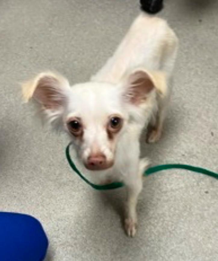 CASPER, a Adoptable mixed breed in Westmont, IL image 2/6