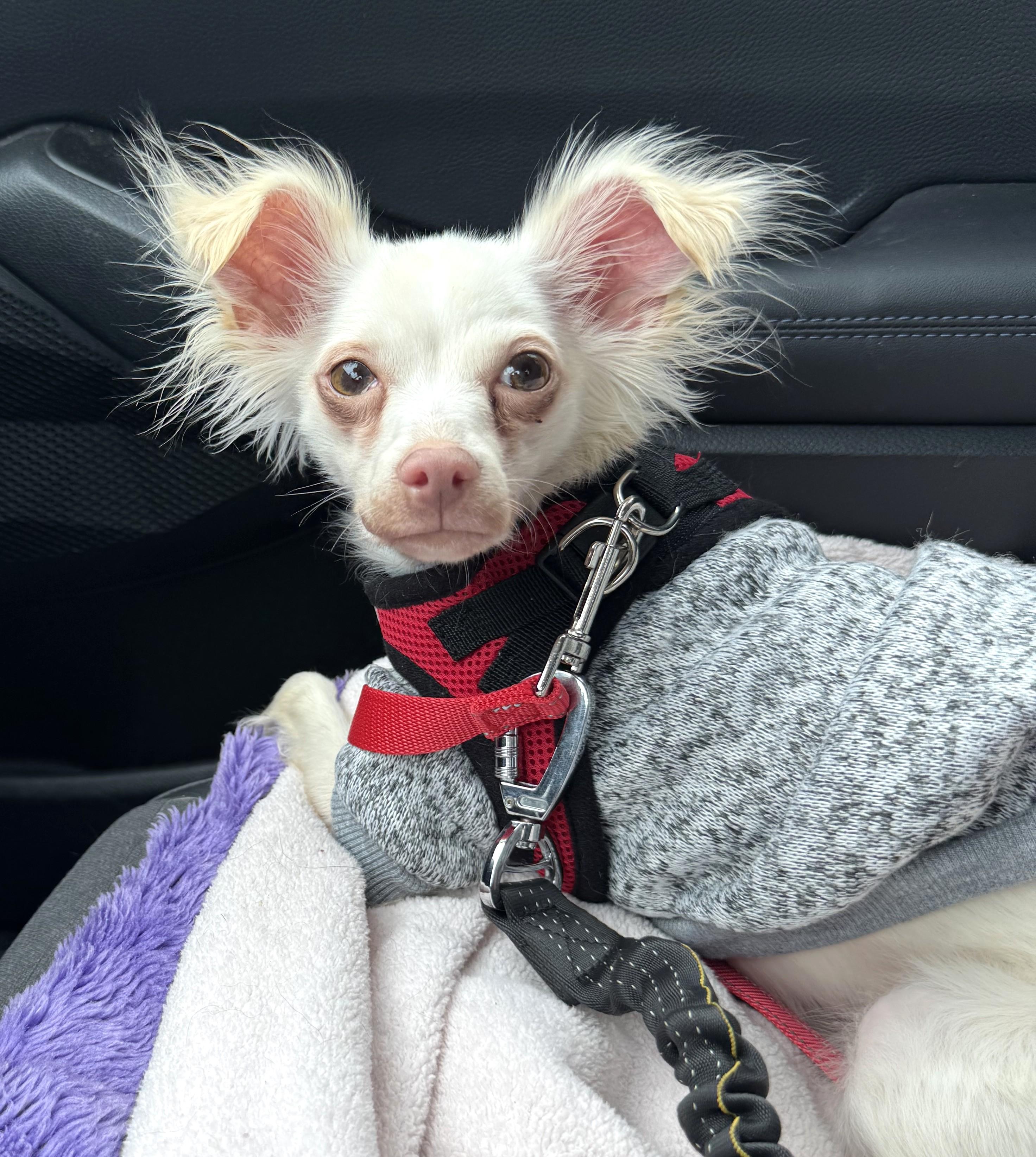 CASPER, a Adoptable mixed breed in Westmont, IL image 5/6
