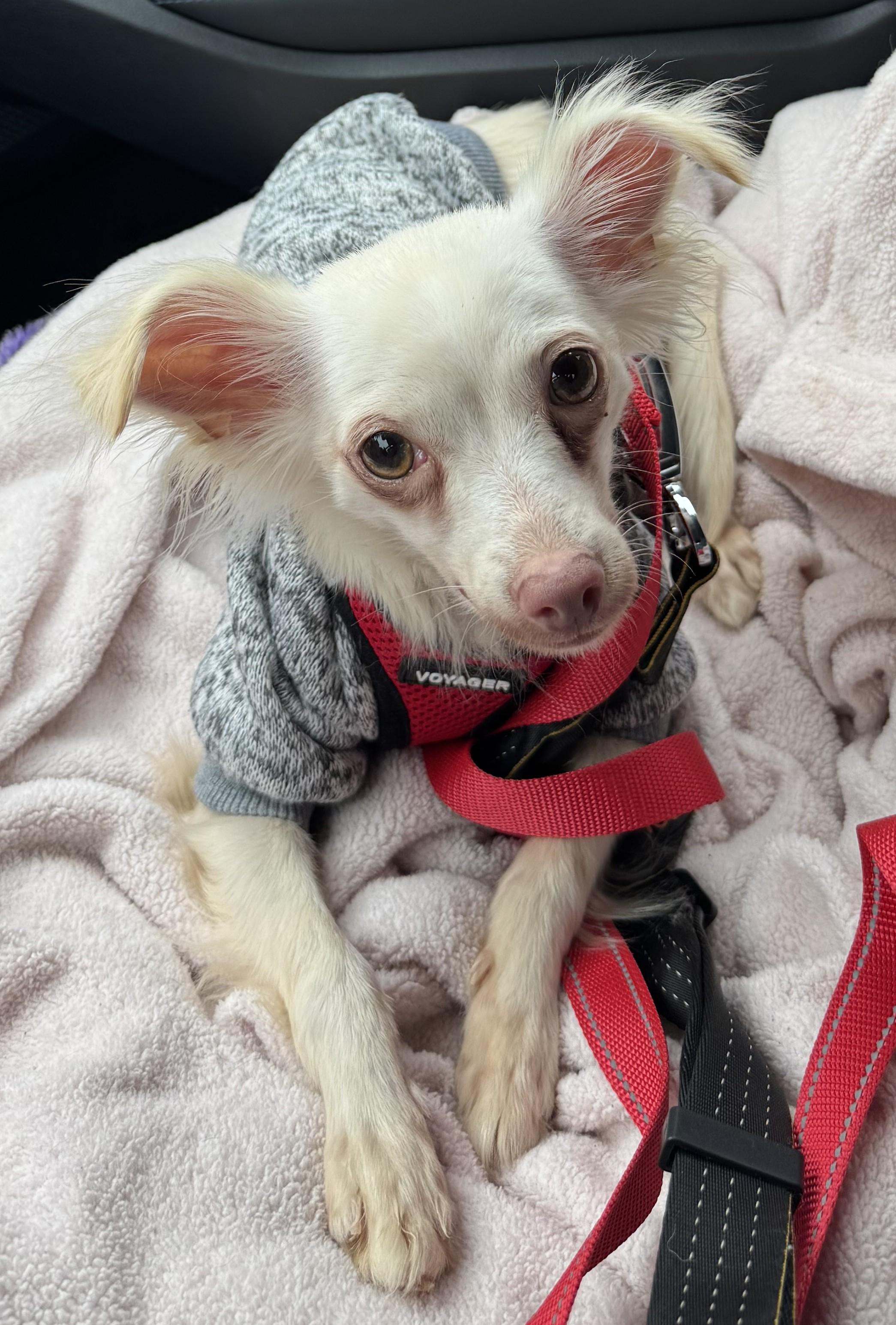 CASPER, a Adoptable mixed breed in Westmont, IL image 4/6