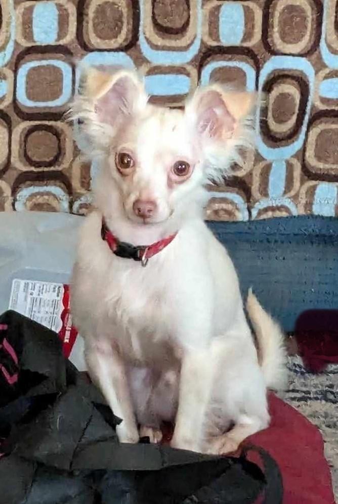 CASPER, a Adoptable mixed breed in Westmont, IL image 3/6