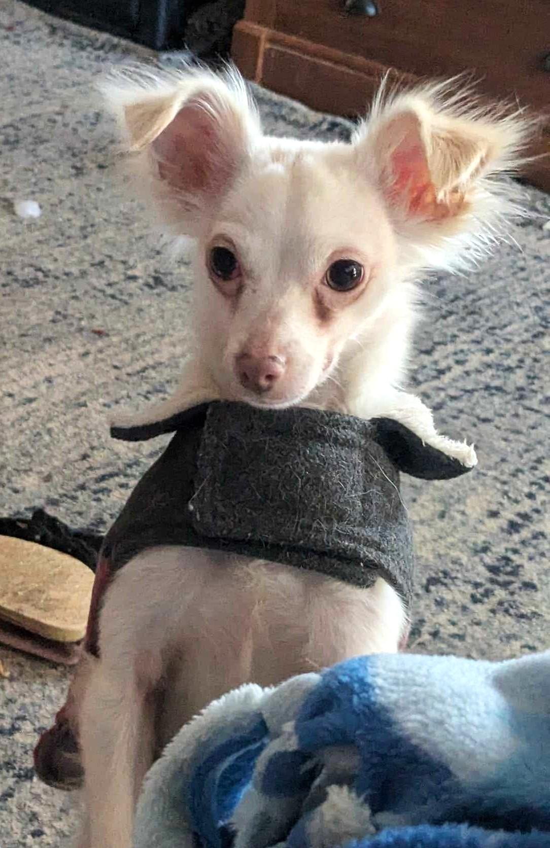 CASPER, Adoptable, Adult Male Chihuahua & Chinese Crested Dog.