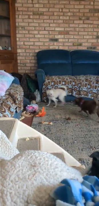 Enlarge CASPER, a Adoptable mixed breed in Westmont, IL video 6/6