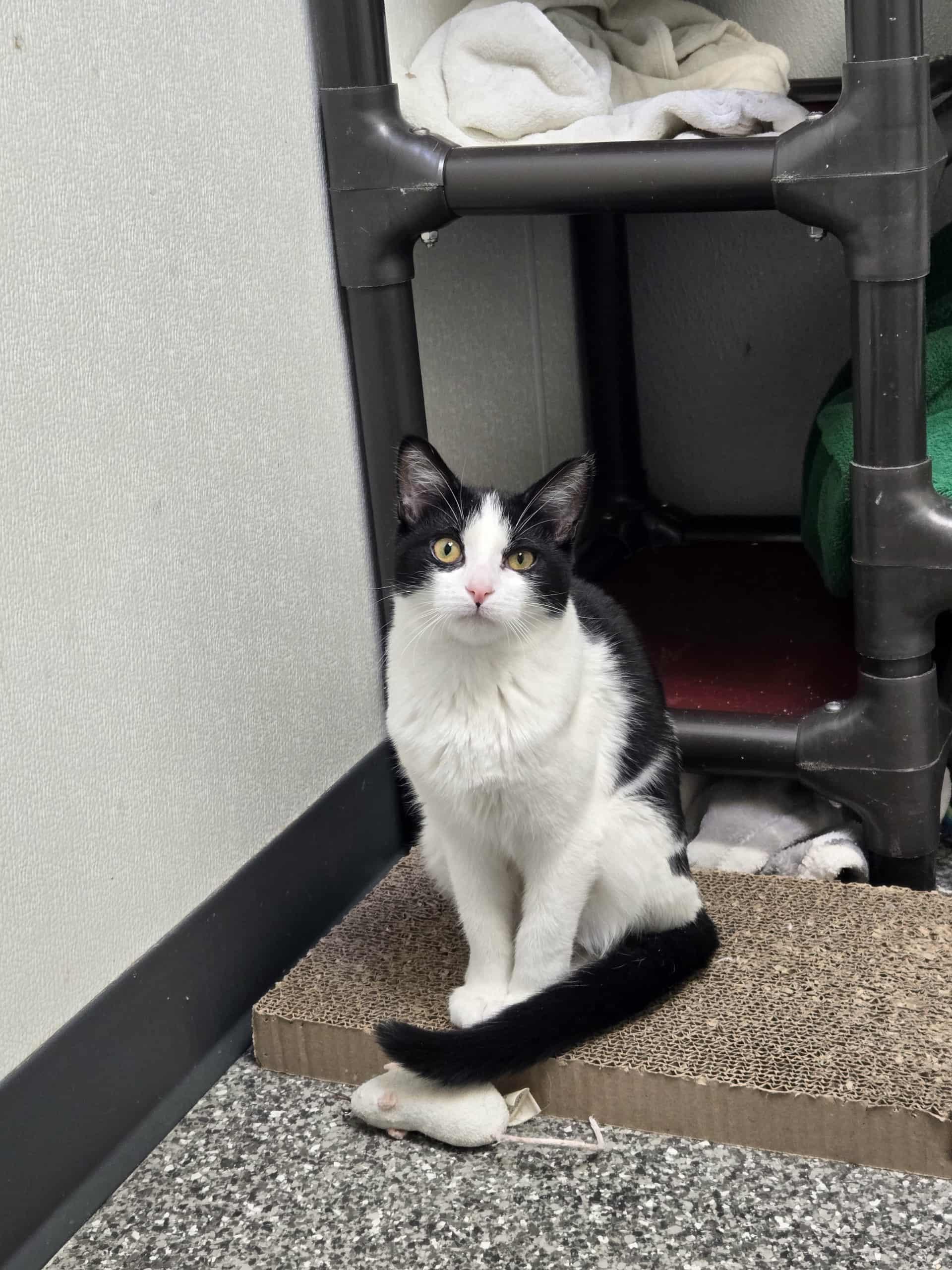 Lizziebelle, a Adoptable Domestic Short Hair image 4/4