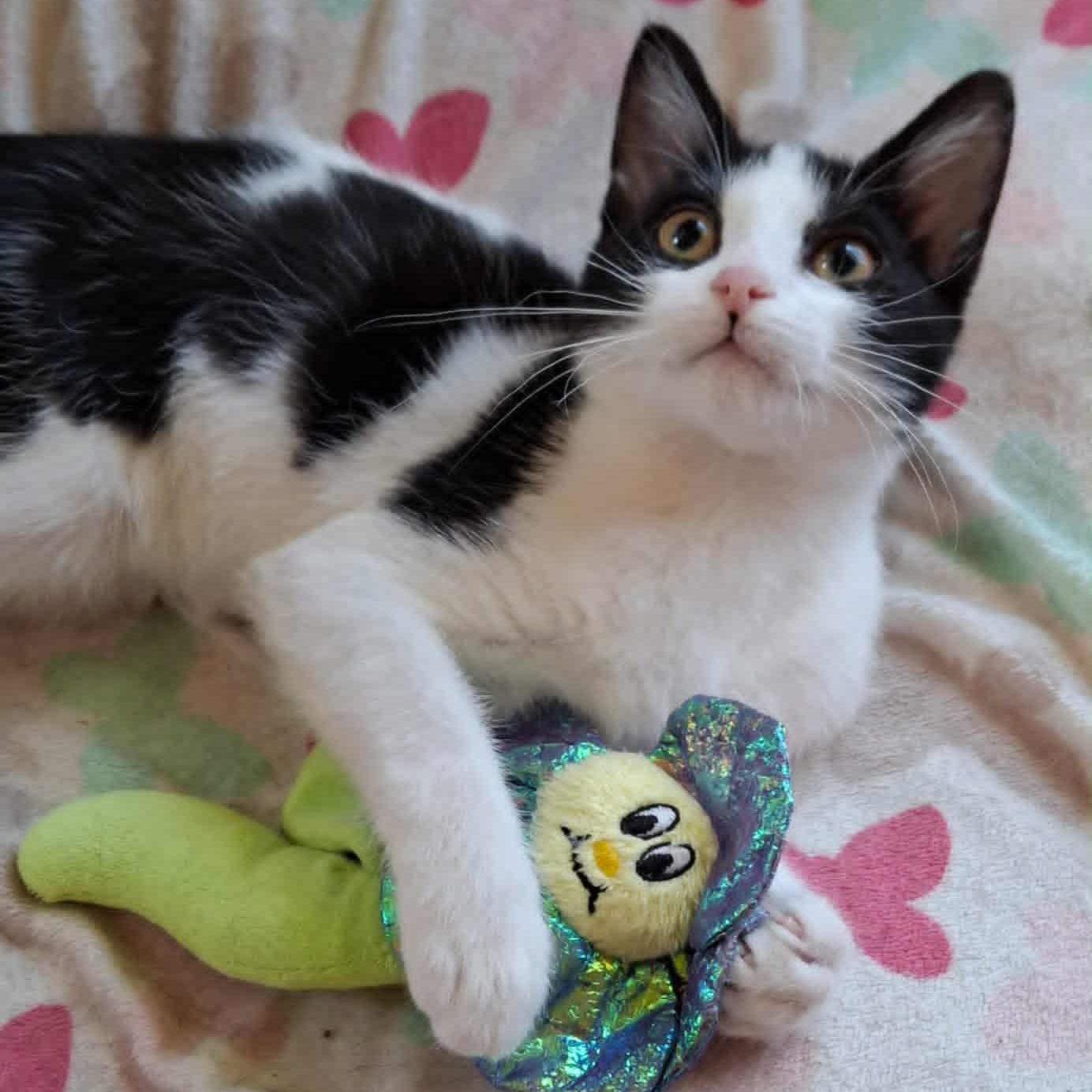 Lizziebelle, Adoptable, Kitten Female Domestic Short Hair.
