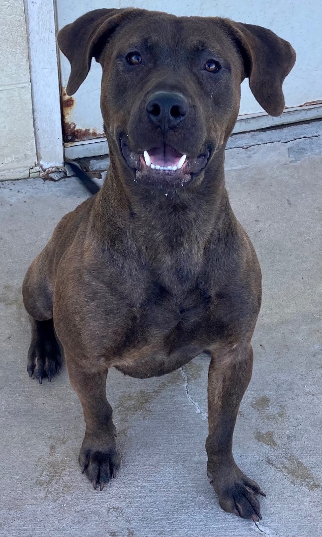 Waylon, an adoptable Plott Hound in Sandusky, MI, 48471 | Photo Image 3