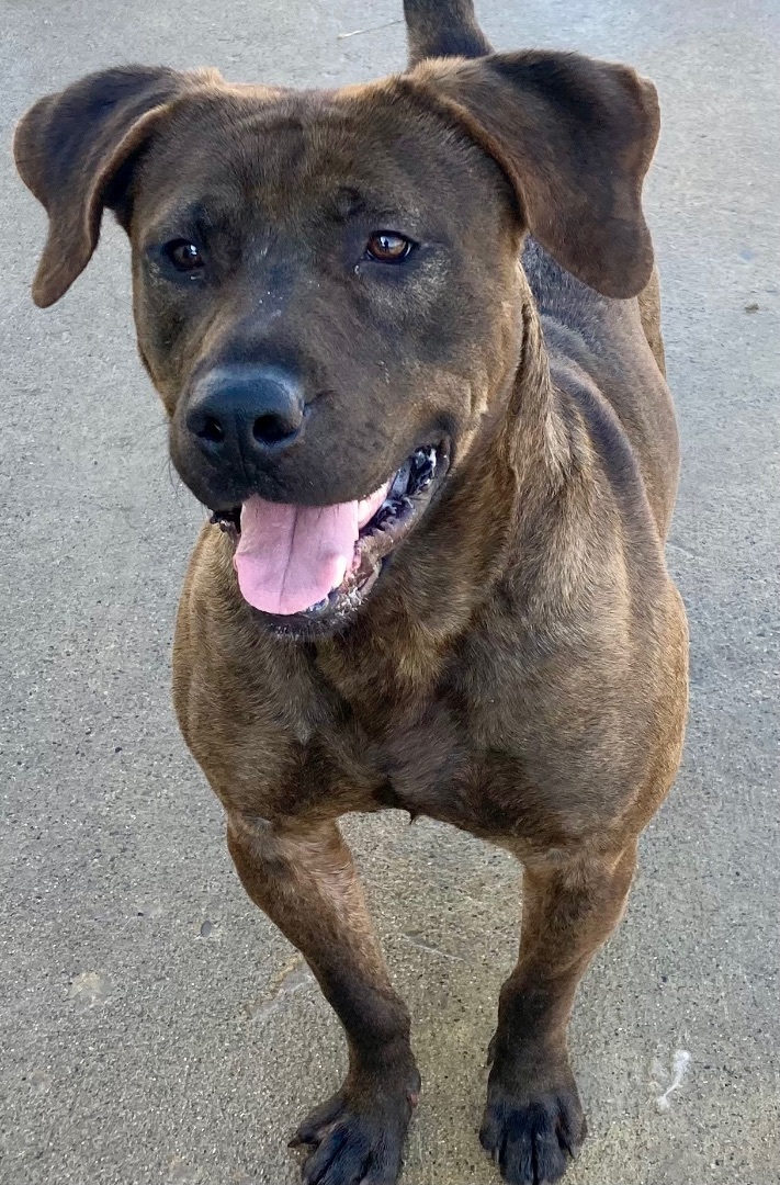 Waylon, a Adoptable mixed breed in Sandusky, MI image 4/5