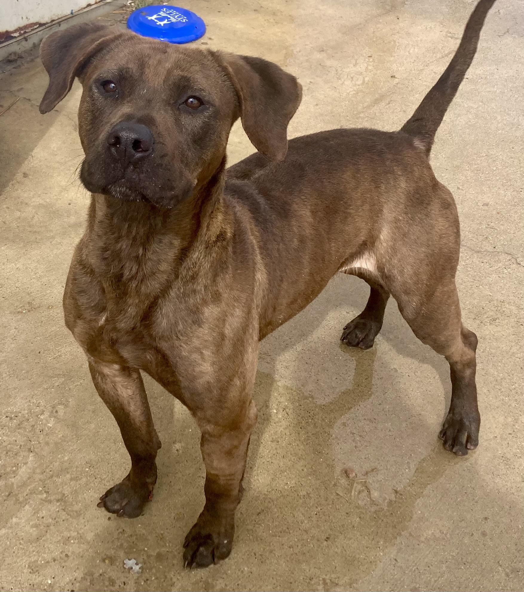 Waylon, an adoptable Plott Hound in Sandusky, MI, 48471 | Photo Image 2