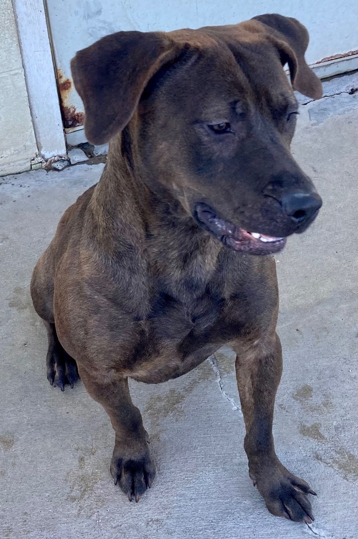 Waylon, an adoptable Plott Hound in Sandusky, MI, 48471 | Photo Image 5