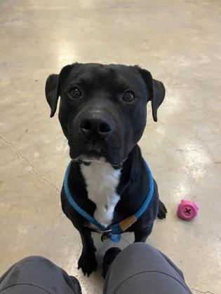 Cruz, Adoptable, Adult Male Mixed Breed & Mixed Breed.