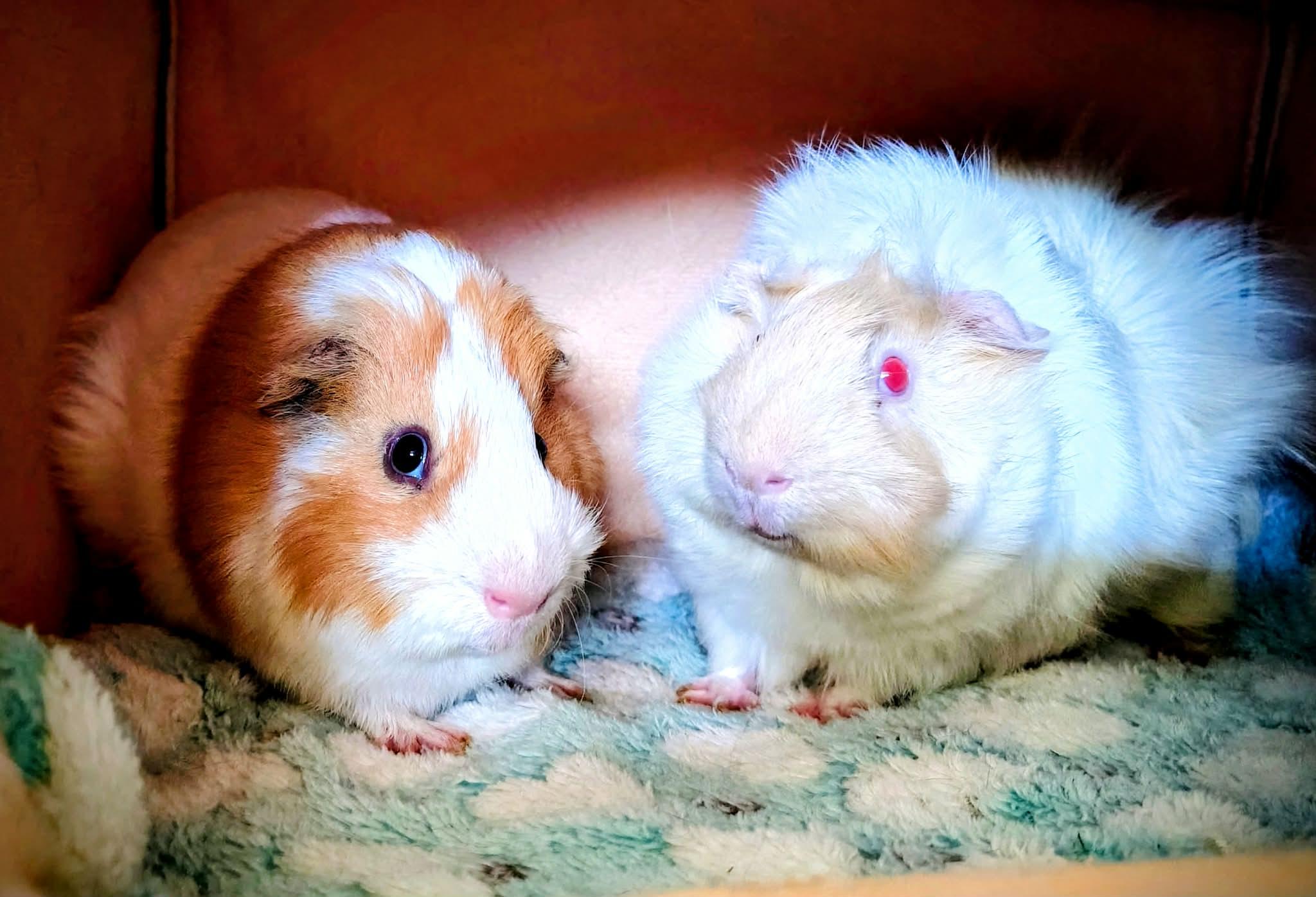Taquito and Flash, ADOPTABLE, Young Male Guinea Pig.